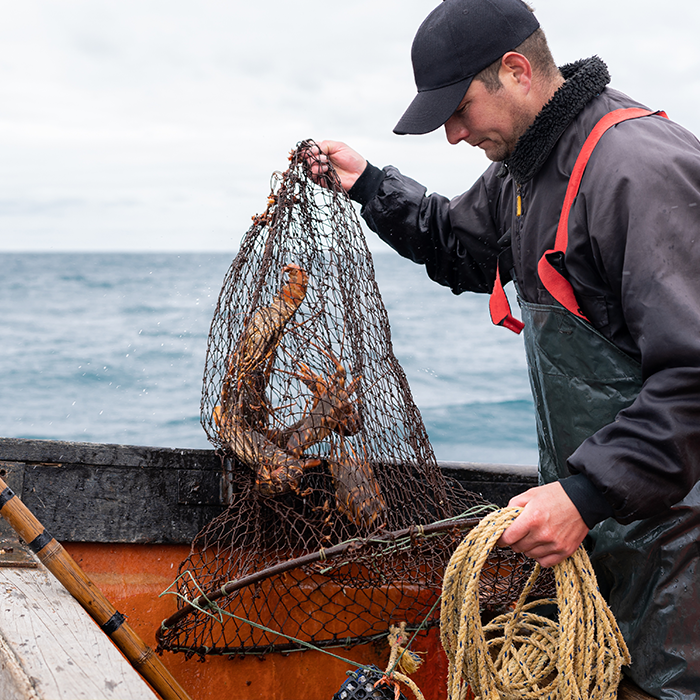 A commercial fisherman catching crayfish from his commercial fishing vessel on the New Zealand coastline.