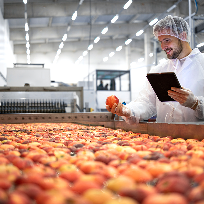Inspecting NZ grown apples in a horticultural pack house in preparation for sale.