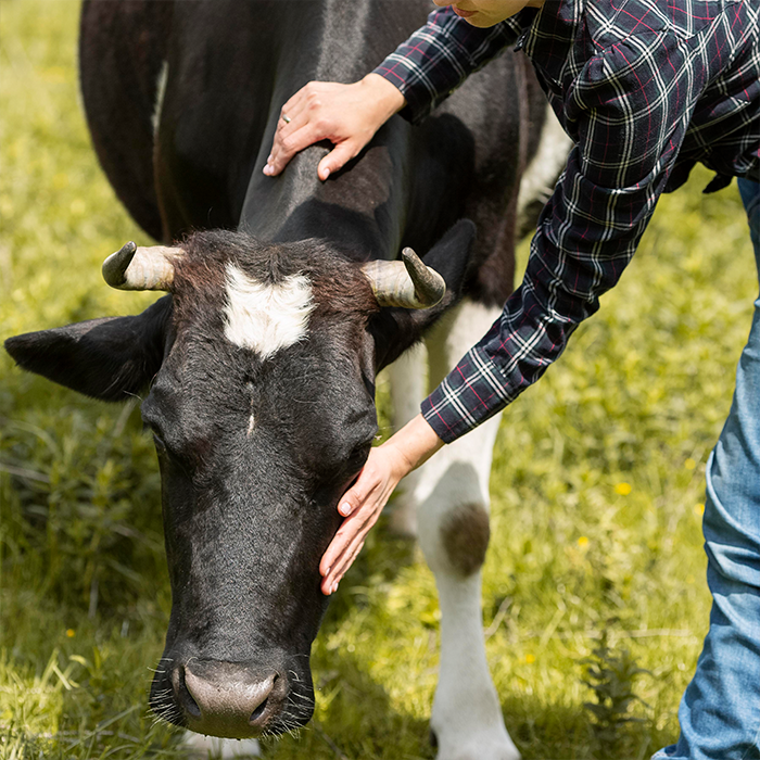 New Zealand farmer caring for their cow in a paddock in rural NZ
